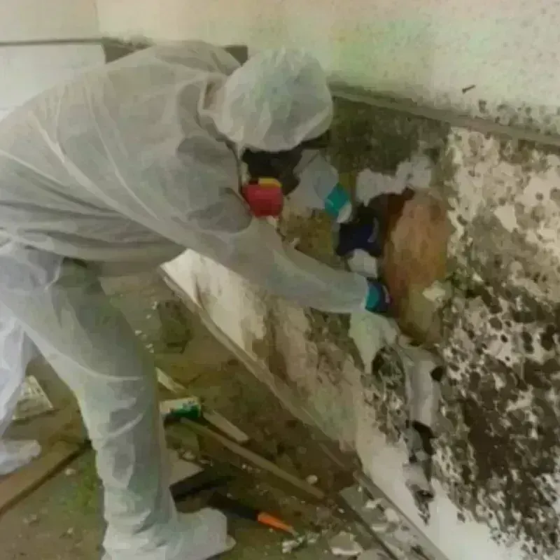 Mold Remediation and Removal in Tompkinsville, KY